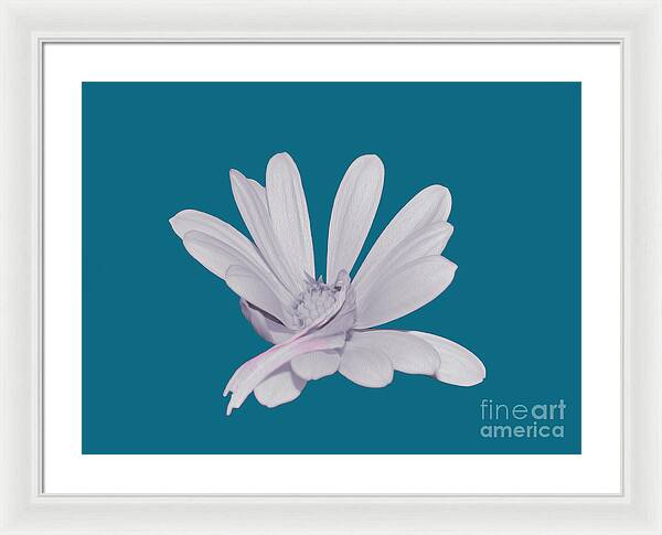 Blessed White Flower in a Blue Background - Framed Print
