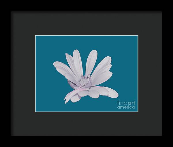 Blessed White Flower in a Blue Background - Framed Print