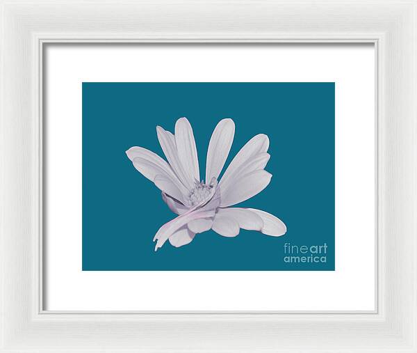 Blessed White Flower in a Blue Background - Framed Print