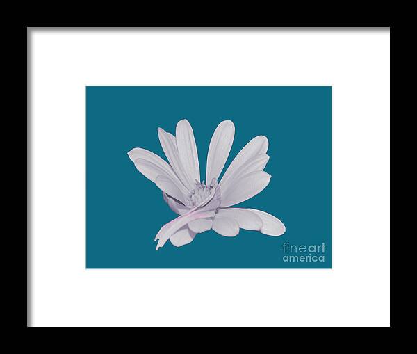 Blessed White Flower in a Blue Background - Framed Print