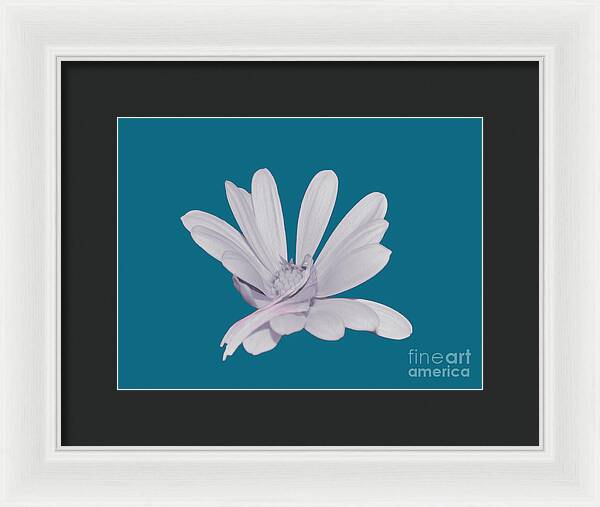 Blessed White Flower in a Blue Background - Framed Print