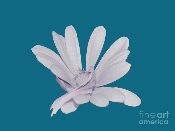 Blessed White Flower in a Blue Background - Art Print