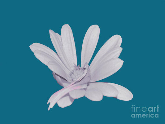 Blessed White Flower in a Blue Background - Art Print