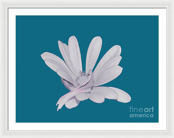 Blessed White Flower in a Blue Background - Framed Print