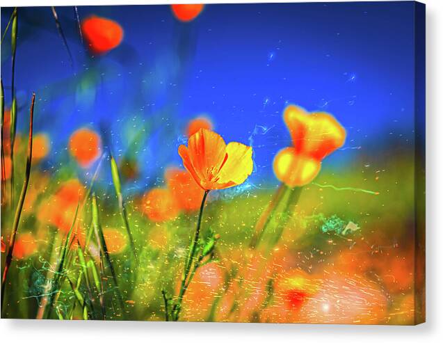 Blue Sky and Orange Poppy with Fireworks in the Air - Canvas Print