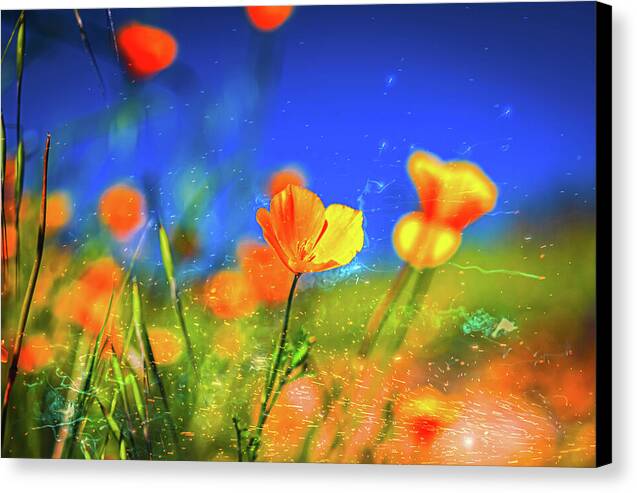 Blue Sky and Orange Poppy with Fireworks in the Air - Canvas Print