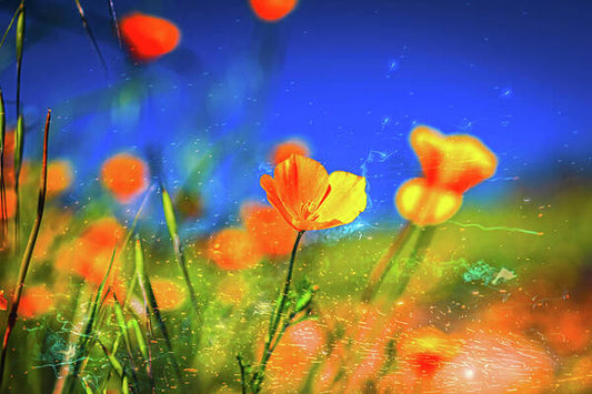 Blue Sky and Orange Poppy with Fireworks in the Air - Art Print
