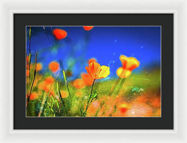 Blue Sky and Orange Poppy with Fireworks in the Air - Framed Print