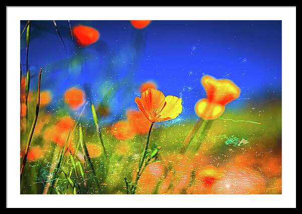 Blue Sky and Orange Poppy with Fireworks in the Air - Framed Print