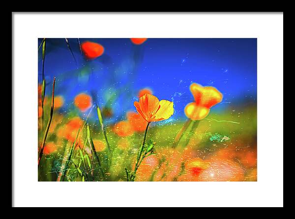 Blue Sky and Orange Poppy with Fireworks in the Air - Framed Print