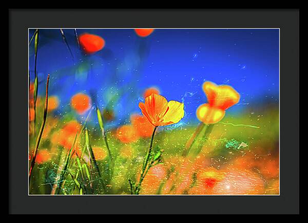 Blue Sky and Orange Poppy with Fireworks in the Air - Framed Print
