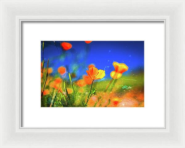 Blue Sky and Orange Poppy with Fireworks in the Air - Framed Print