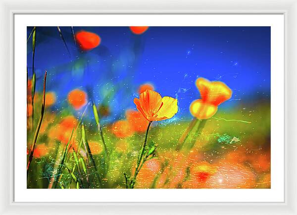 Blue Sky and Orange Poppy with Fireworks in the Air - Framed Print