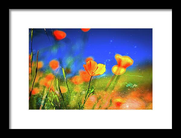 Blue Sky and Orange Poppy with Fireworks in the Air - Framed Print