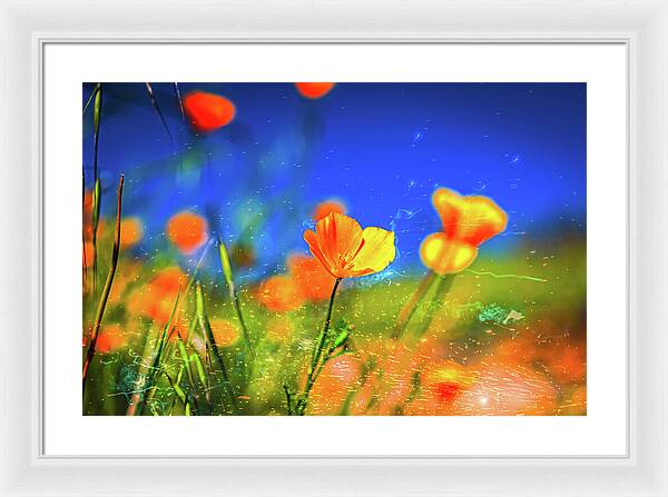 Blue Sky and Orange Poppy with Fireworks in the Air - Framed Print