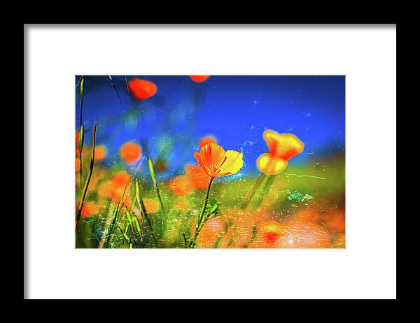 Blue Sky and Orange Poppy with Fireworks in the Air - Framed Print
