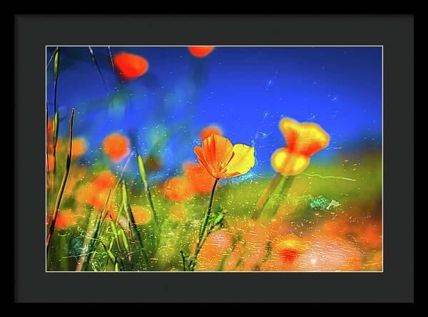 Blue Sky and Orange Poppy with Fireworks in the Air - Framed Print