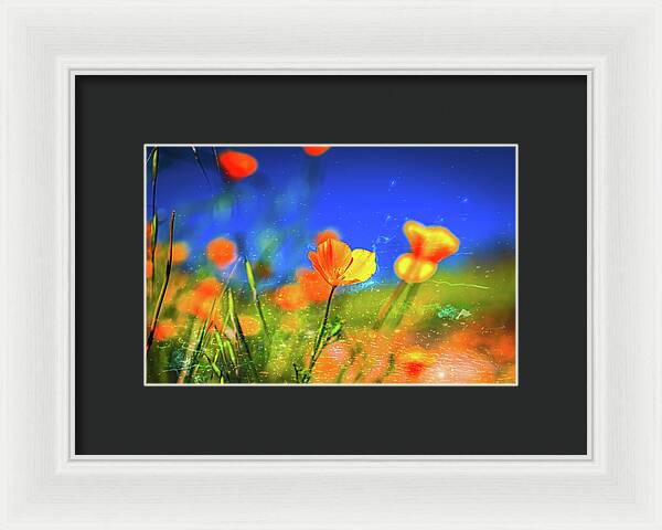 Blue Sky and Orange Poppy with Fireworks in the Air - Framed Print
