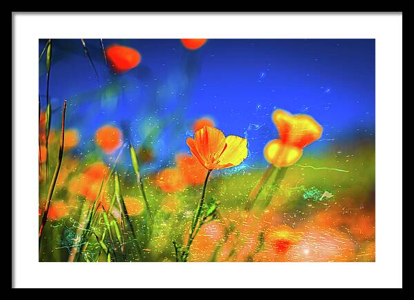 Blue Sky and Orange Poppy with Fireworks in the Air - Framed Print