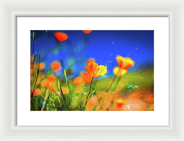 Blue Sky and Orange Poppy with Fireworks in the Air - Framed Print