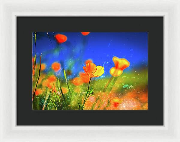 Blue Sky and Orange Poppy with Fireworks in the Air - Framed Print