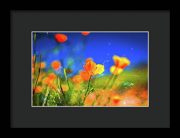 Blue Sky and Orange Poppy with Fireworks in the Air - Framed Print