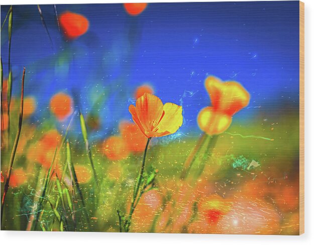 Blue Sky and Orange Poppy with Fireworks in the Air - Wood Print