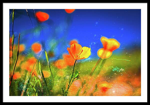 Blue Sky and Orange Poppy with Fireworks in the Air - Framed Print