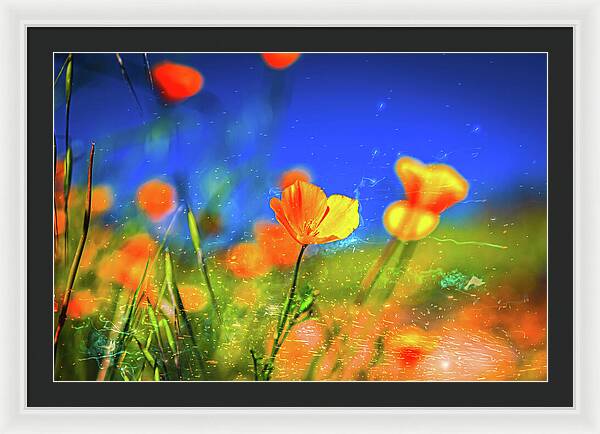 Blue Sky and Orange Poppy with Fireworks in the Air - Framed Print