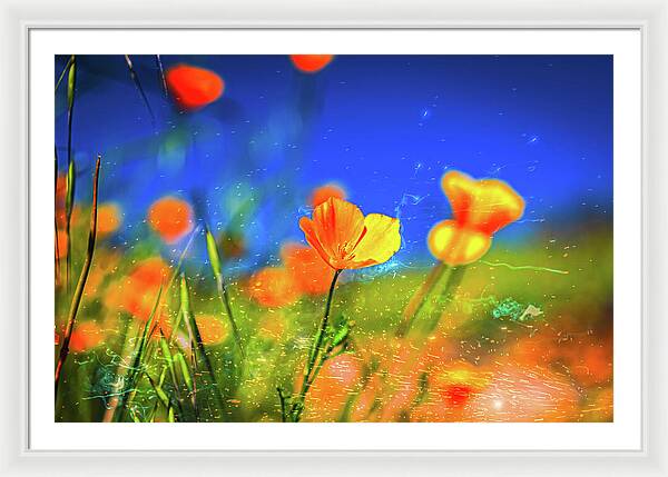 Blue Sky and Orange Poppy with Fireworks in the Air - Framed Print