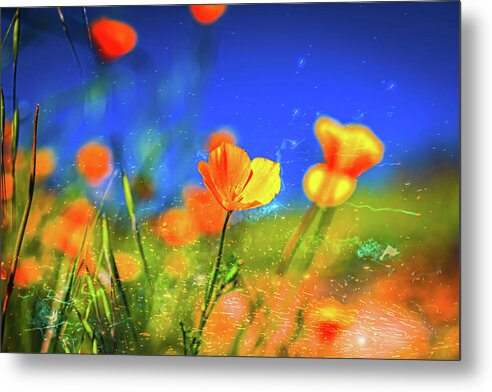 Blue Sky and Orange Poppy with Fireworks in the Air - Metal Print