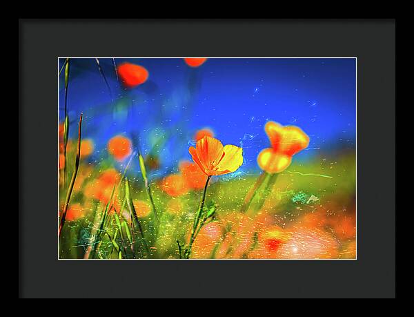 Blue Sky and Orange Poppy with Fireworks in the Air - Framed Print
