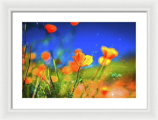 Blue Sky and Orange Poppy with Fireworks in the Air - Framed Print