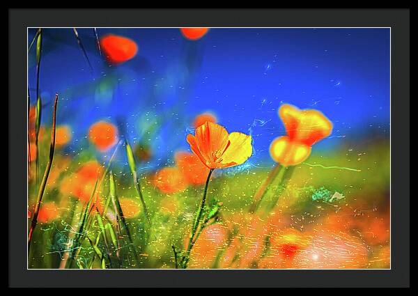 Blue Sky and Orange Poppy with Fireworks in the Air - Framed Print