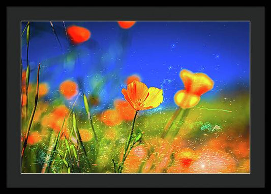 Blue Sky and Orange Poppy with Fireworks in the Air - Framed Print