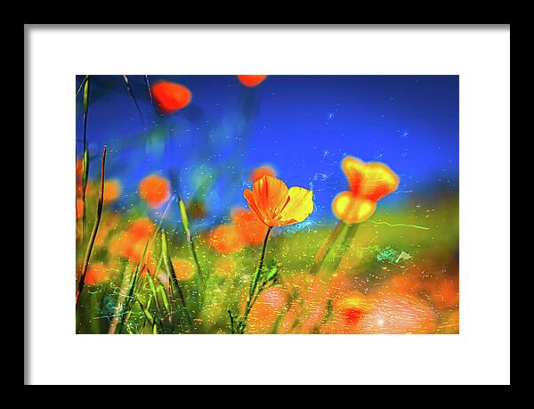 Blue Sky and Orange Poppy with Fireworks in the Air - Framed Print