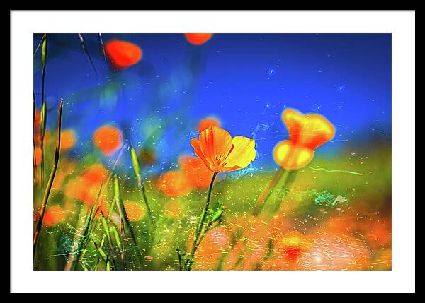 Blue Sky and Orange Poppy with Fireworks in the Air - Framed Print