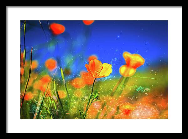 Blue Sky and Orange Poppy with Fireworks in the Air - Framed Print