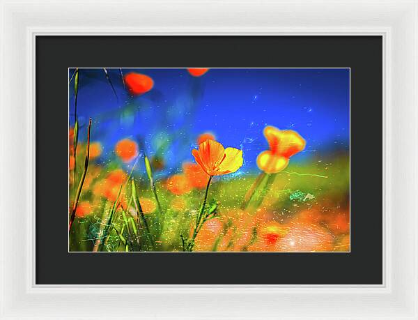 Blue Sky and Orange Poppy with Fireworks in the Air - Framed Print