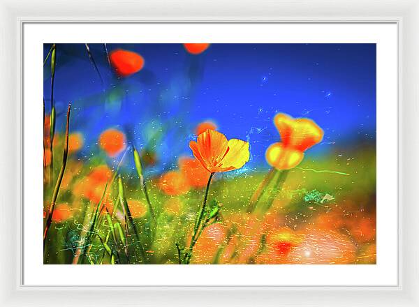 Blue Sky and Orange Poppy with Fireworks in the Air - Framed Print