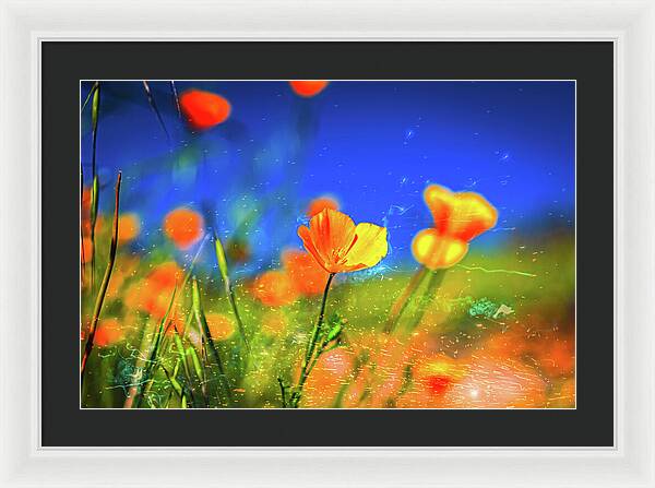 Blue Sky and Orange Poppy with Fireworks in the Air - Framed Print
