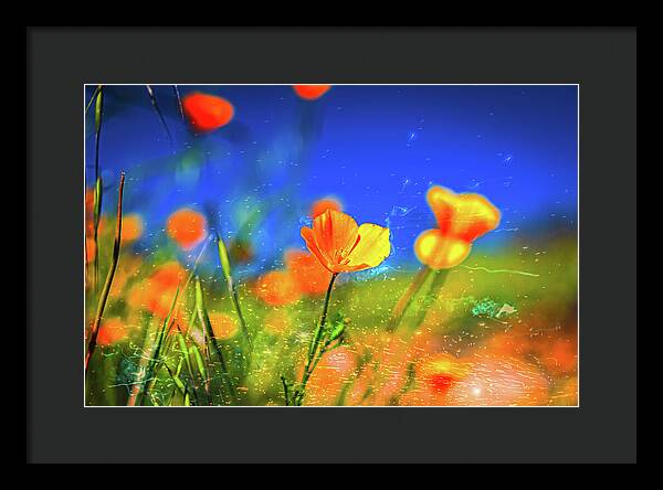 Blue Sky and Orange Poppy with Fireworks in the Air - Framed Print