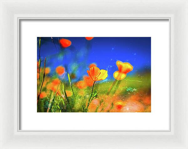 Blue Sky and Orange Poppy with Fireworks in the Air - Framed Print