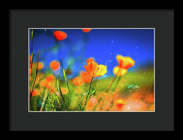 Blue Sky and Orange Poppy with Fireworks in the Air - Framed Print