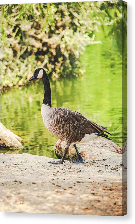 Canadian Goose by a Tranquil Pond - Canvas Print