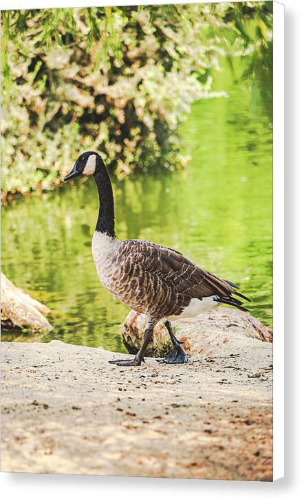 Canadian Goose by a Tranquil Pond - Canvas Print