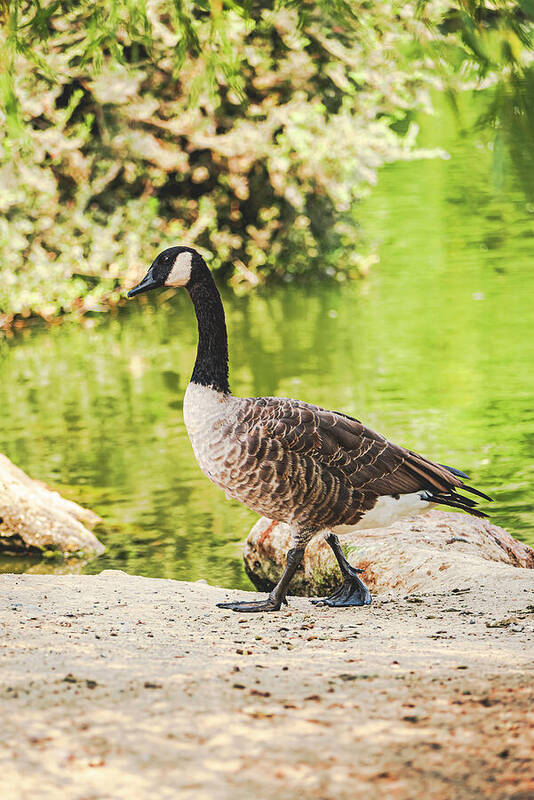 Canadian Goose by a Tranquil Pond - Art Print
