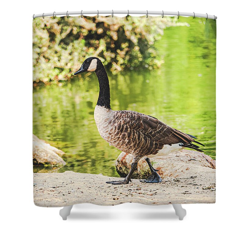 Canadian Goose by a Tranquil Pond - Shower Curtain