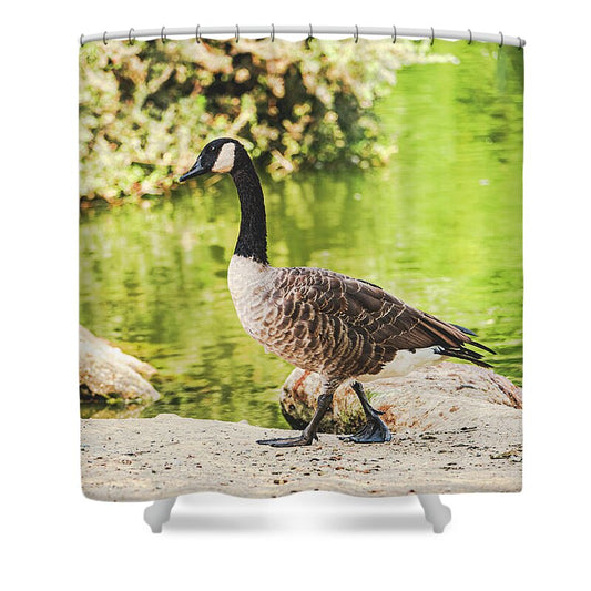 Canadian Goose by a Tranquil Pond - Shower Curtain