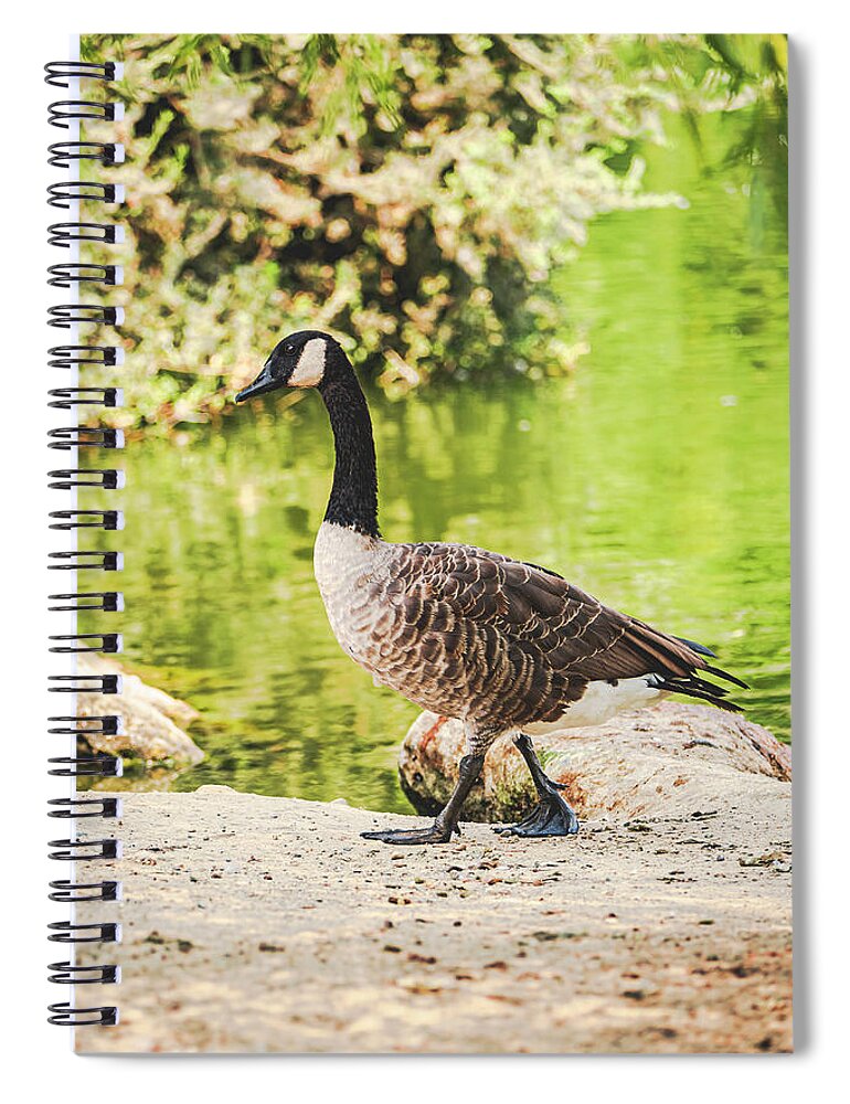 Canadian Goose by a Tranquil Pond - Spiral Notebook
